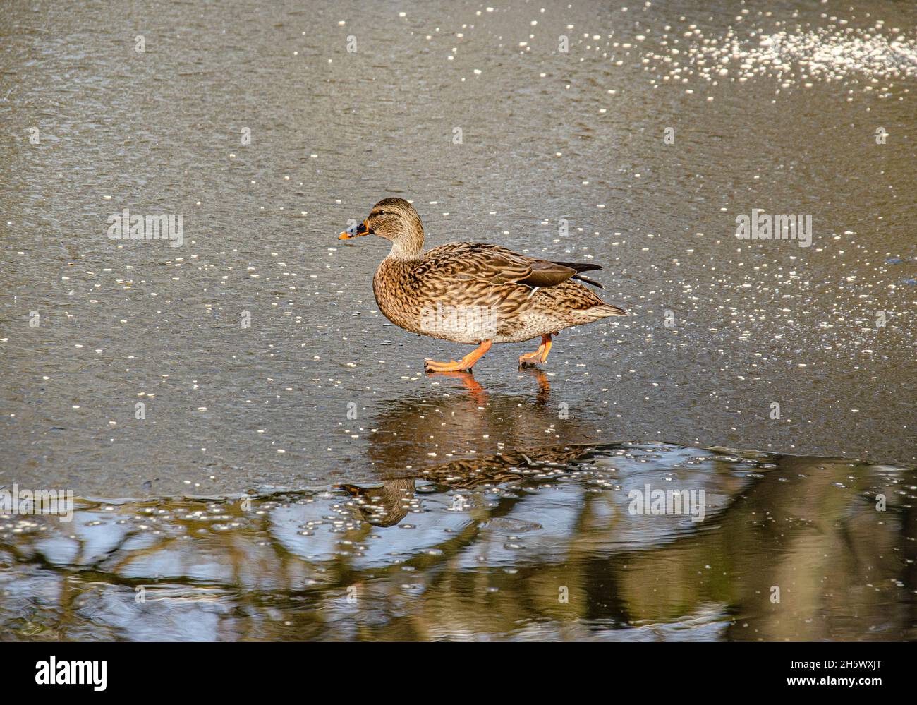 Vogels on the Eis Stockfoto Vogels on the Eis Stockfoto