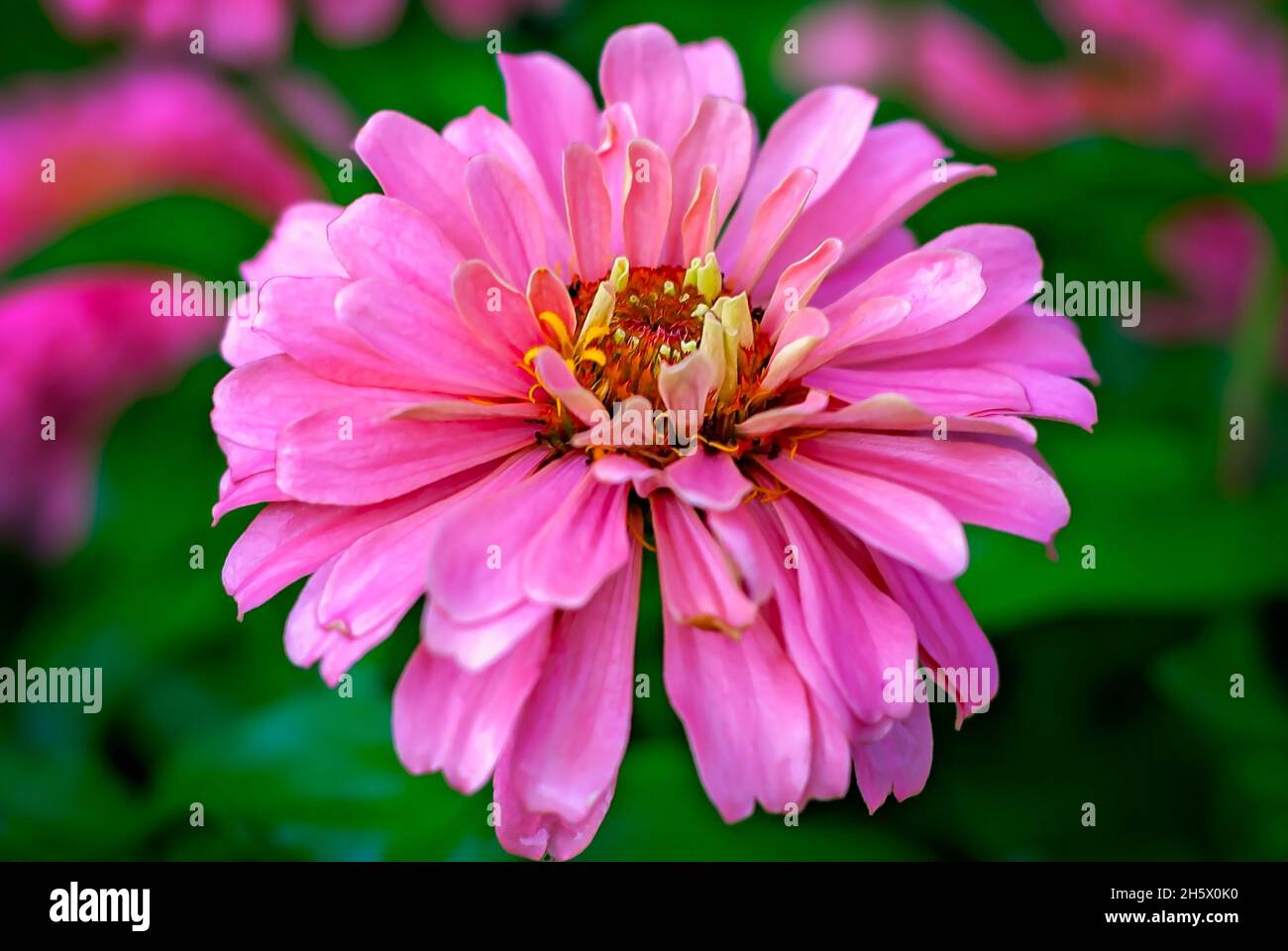 Die gewöhnliche Zinnie (Zinnia elegans) ist am 9. Juli 2011 in Columbus, Mississippi, abgebildet. Zinnien stammen aus Mexiko und wurden erstmals 1789 gesammelt. Stockfoto