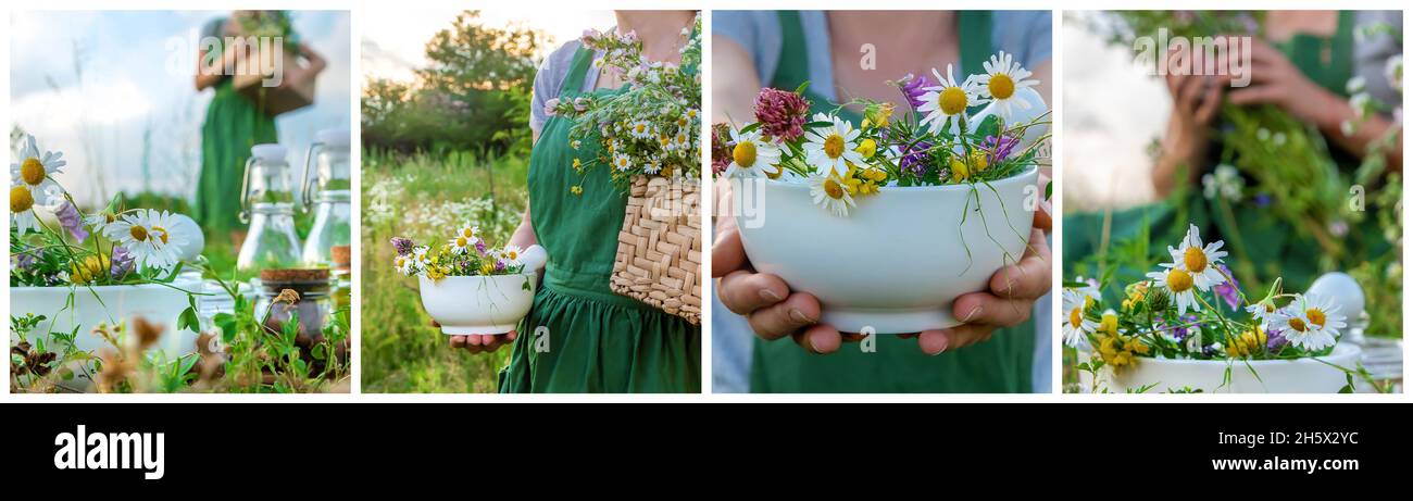 Die Frau sammelt Collage aus Heilkräutern. Selektiver Fokus. Natur. Stockfoto