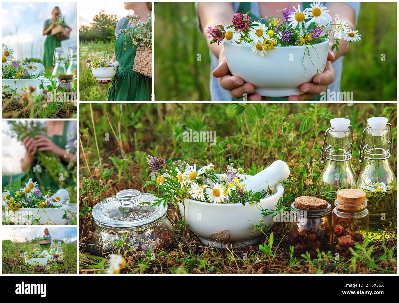 Die Frau sammelt Collage aus Heilkräutern. Selektiver Fokus. Natur. Stockfoto