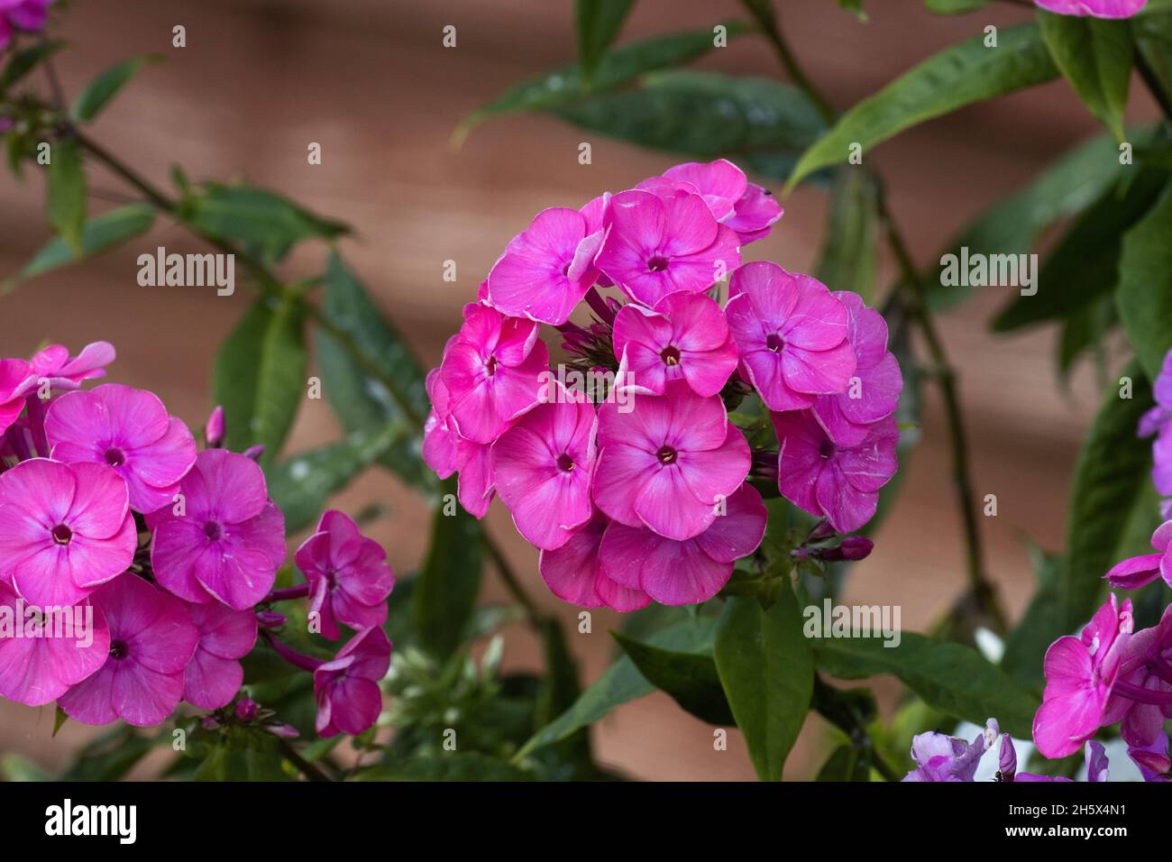 Rosafarbene Phloxe an einer rötlichen Holzwand im europäischen Garten. Stockfoto