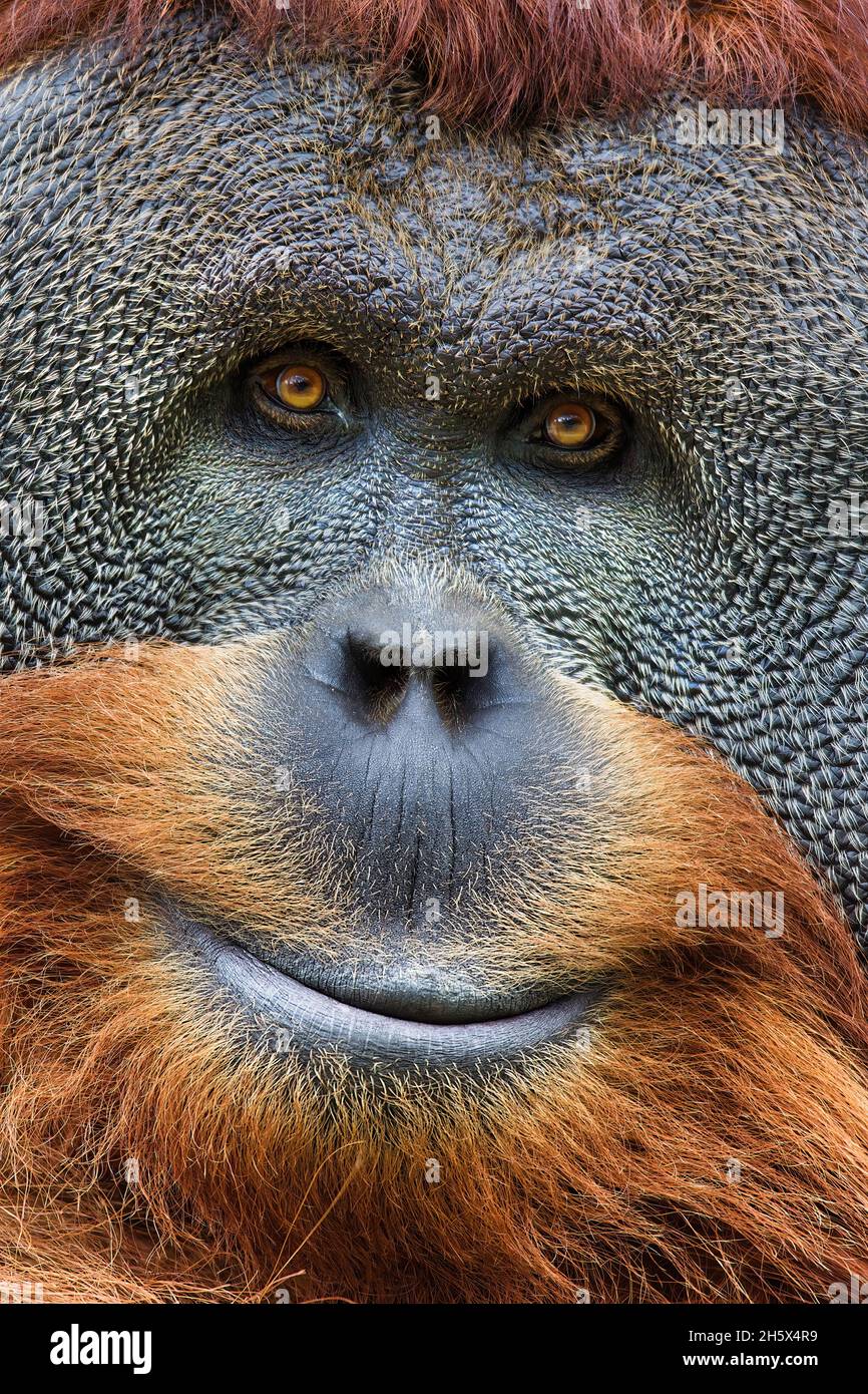 Die Sumatra Orang-Utan sind nur am nördlichen Ende der Insel Sumatra zu finden. Es wird geschätzt, dass dort etwa 7,300 in freier Wildbahn überleben. Was ich Stockfoto