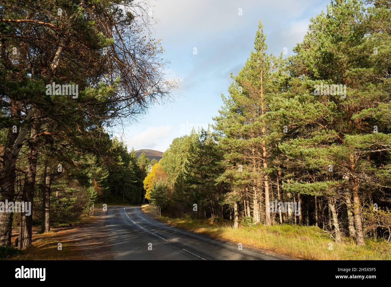 Kurvige Straße durch kaledonischen Kiefernwald mit Berg im Hintergrund. Blauer Himmel und Wolke. Keine Personen oder Fahrzeuge. Cairngorms National Park. Stockfoto