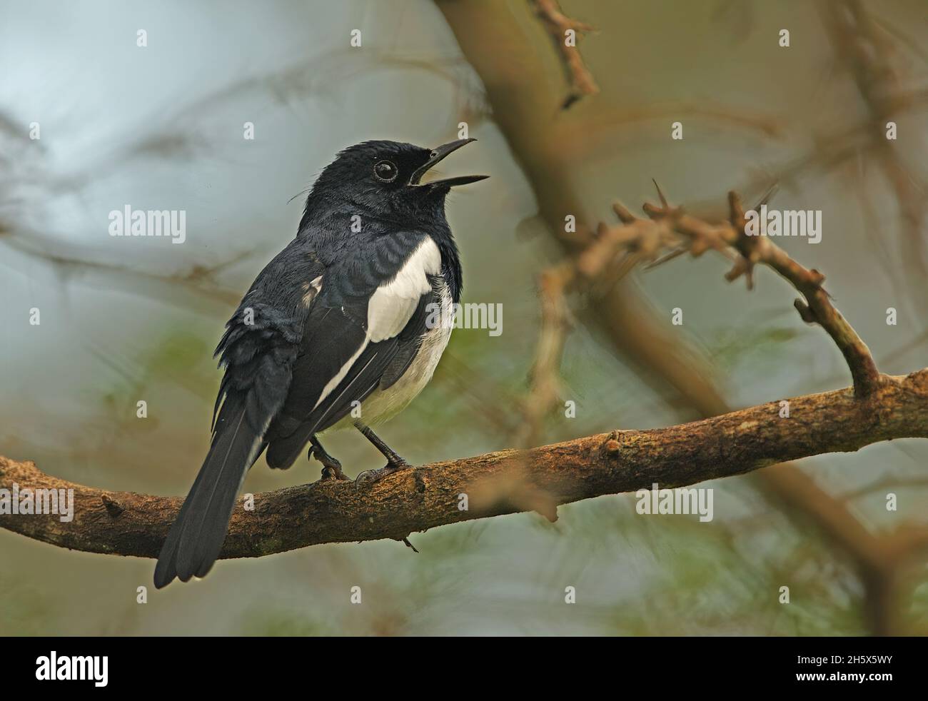 Orientalischer Magpie-Robin (Copsychus saularis ceylonensis) erwachsener Mann, der auf einem Zweig in Song Sri Lanka thront Dezember Stockfoto