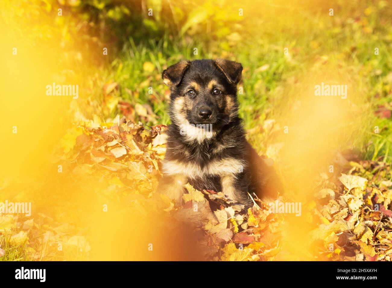 Unglaublich niedlicher kleiner Welpe, der in Europa auf herbstlichen Blättern sitzt. Stockfoto