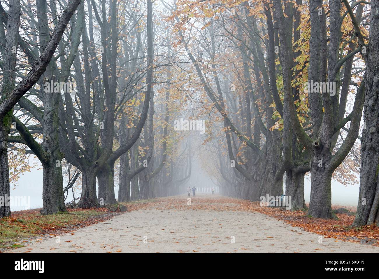 allee alter Bäume in einem Park, nebliges Wetter Stockfoto