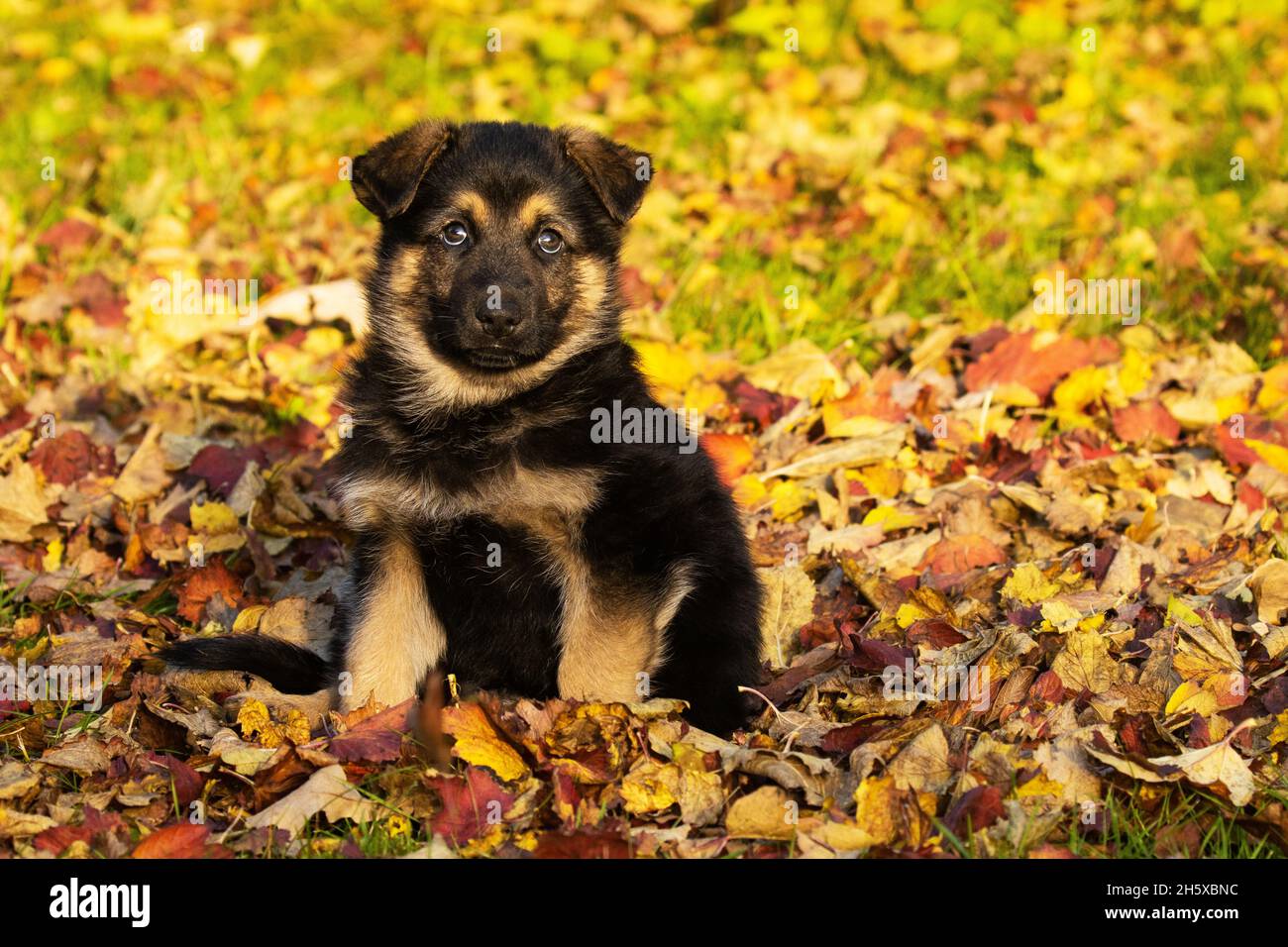 Unglaublich niedlicher kleiner Welpe, der in Europa auf herbstlichen Blättern sitzt. Stockfoto