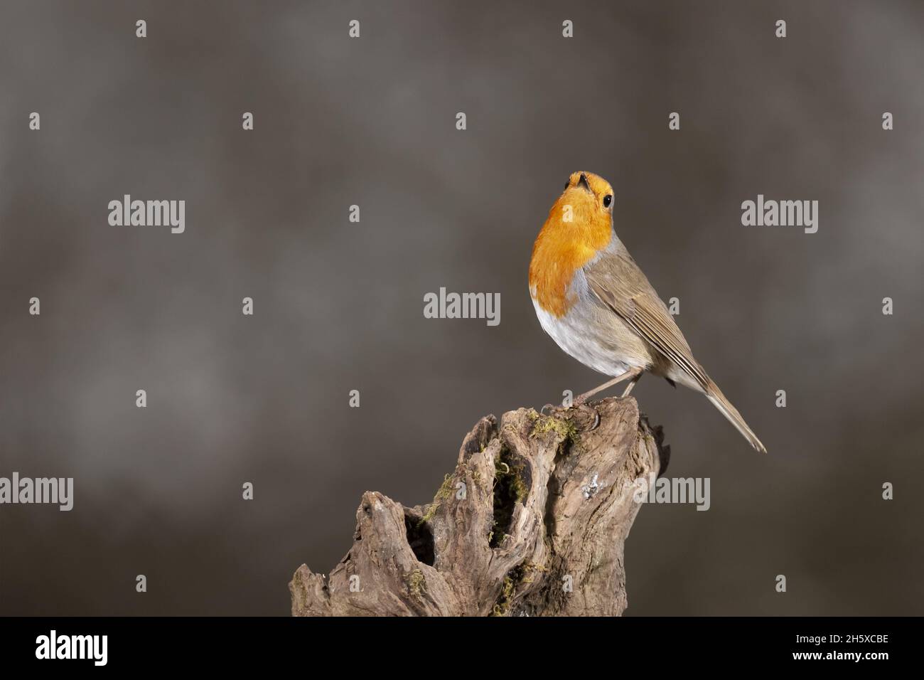 Seitenansicht des entzückenden kleinen Erithacus rubecula songbird, der auf einem Holzstamm in der Natur sitzt Stockfoto