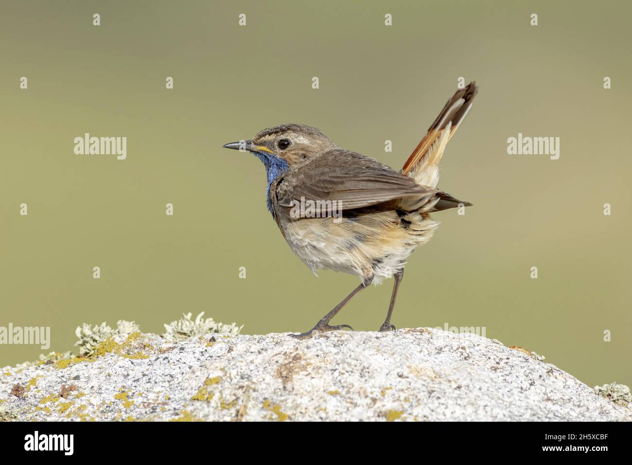 Seitenansicht des niedlichen Blaukehlvogels, der an sonnigen Tagen auf Stein in der Natur steht Stockfoto