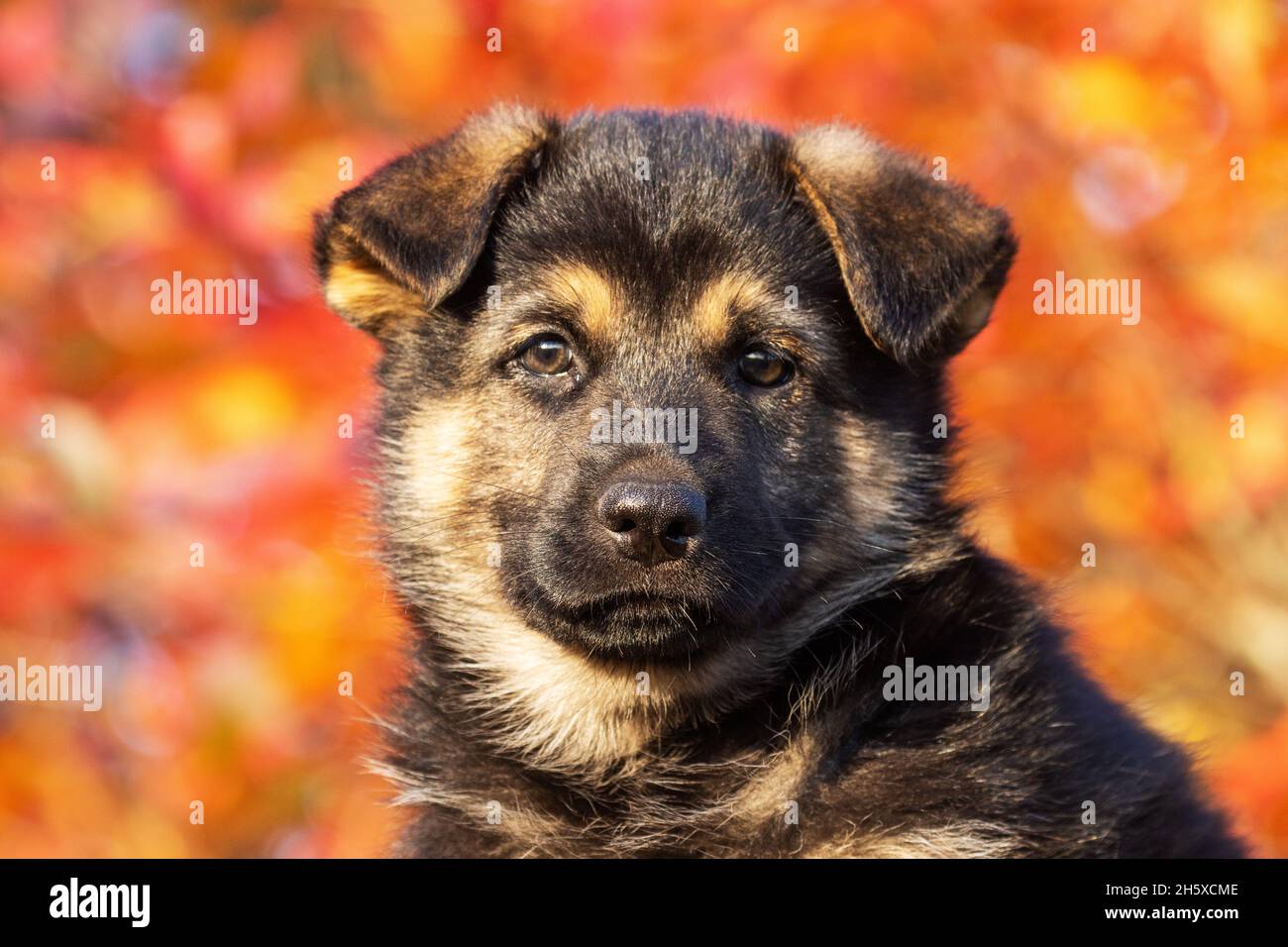 Porträt eines unglaublich liebenswerten Welpen, der vor farbenfrohen Herbstblättern in Europa sitzt. Stockfoto