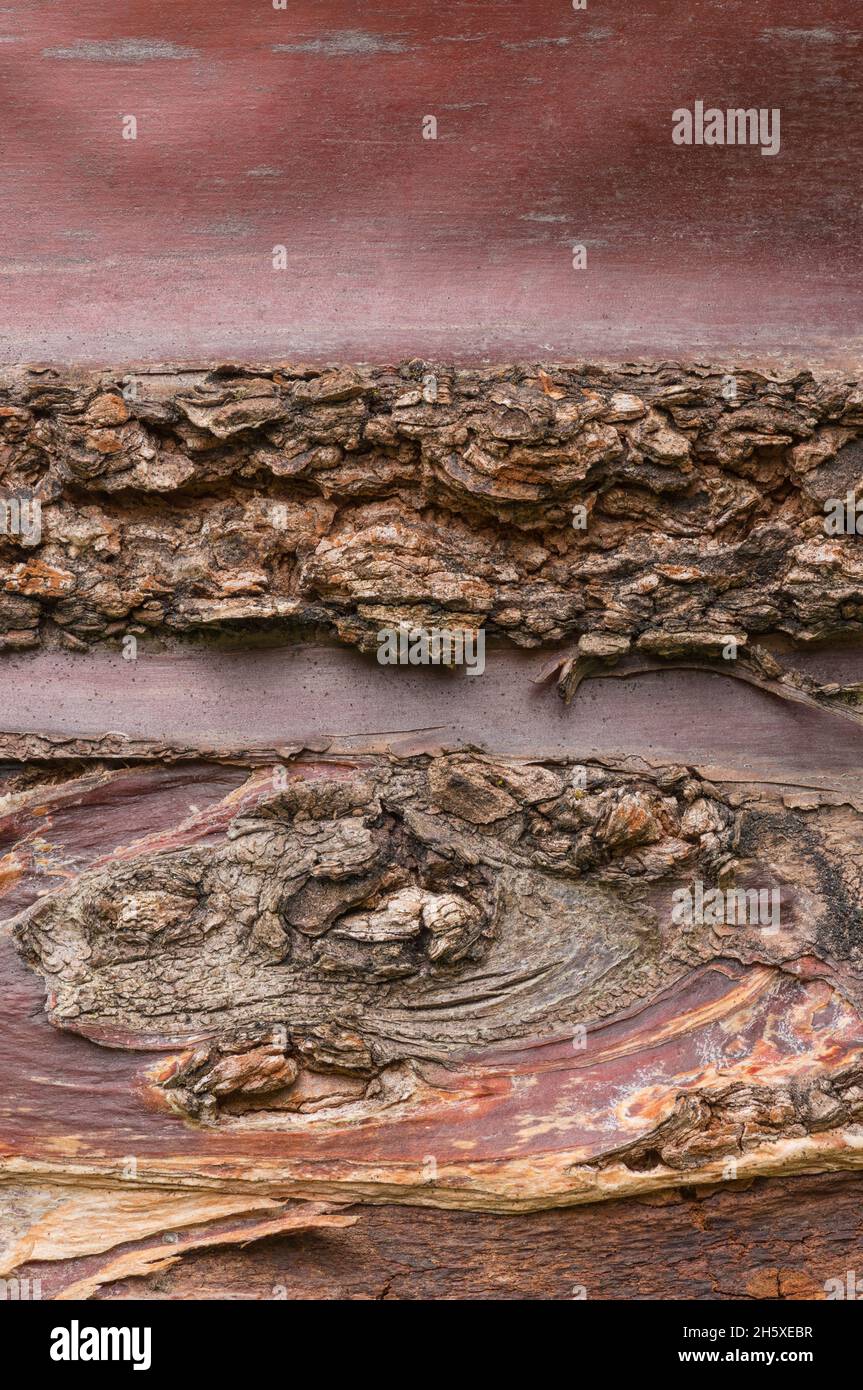 Nahaufnahme der kontrastierenden Texturen in der Rinde eines Birkentaucherbaums (Prunus serrula). Stockfoto