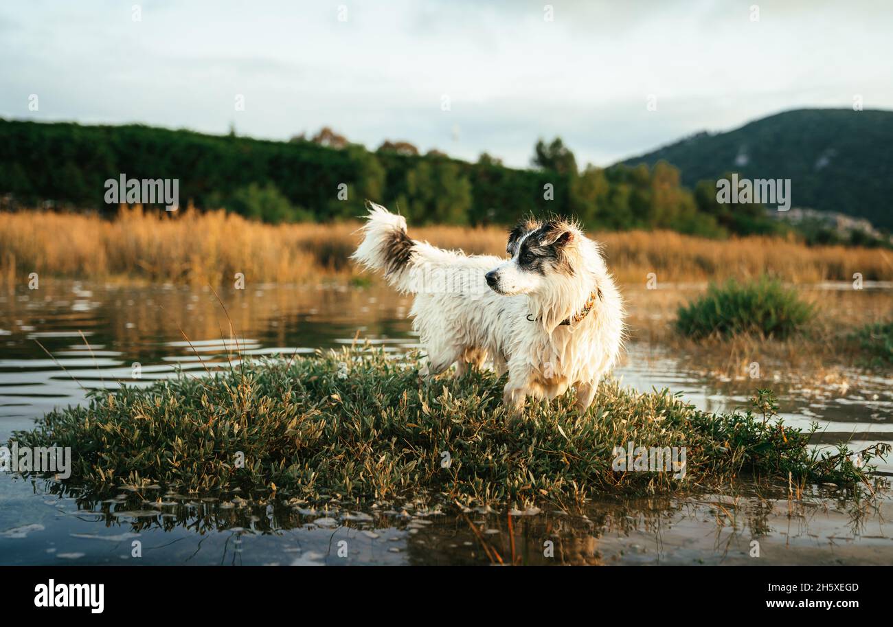 Entzückender weißer Hund mit braunen Flecken, der auf grasbewachsenem Boden in einem plätschernden See in der Nähe des Ufers gegen den Wald mit Bäumen in der Natur steht Stockfoto