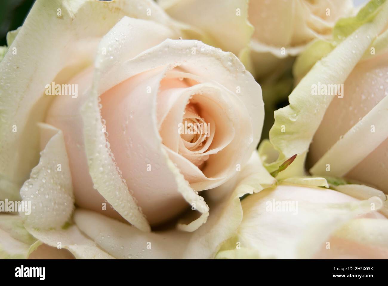 Drei einzelne blassrosa Premium-Rosen Stockfoto