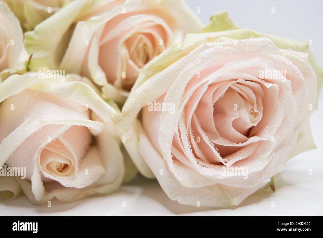 Drei einzelne blassrosa Premium-Rosen Stockfoto