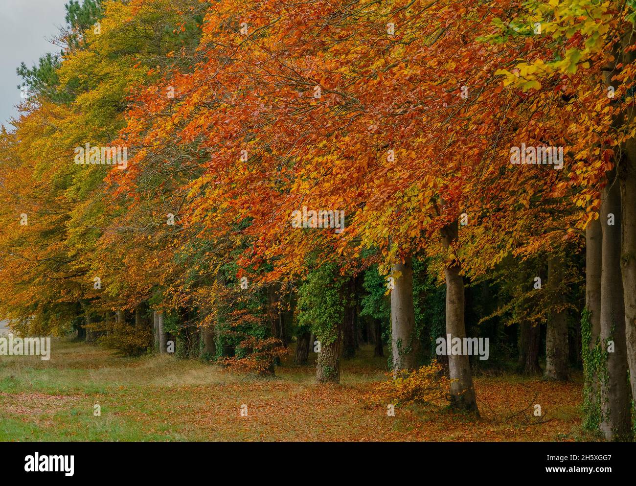 Blick auf eine Linie von schönen herbstlichen goldenen, rotbraunen, gelben und kupferfarbenen Tönen auf englischen Buchen (Fagus sylvatica) Stockfoto