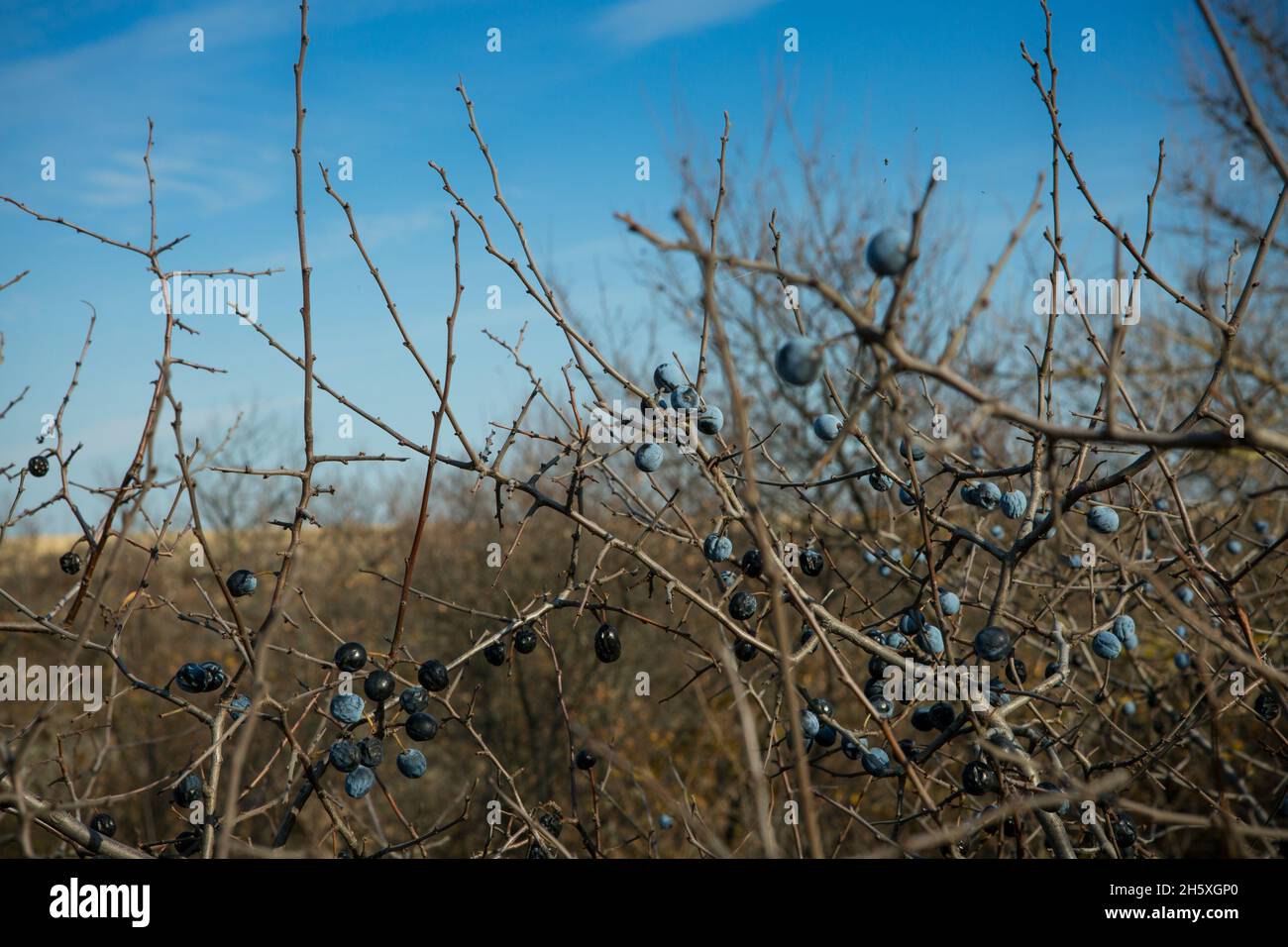 Blaue Schlehdornbeeren reifen auf den Büschen. Spätherbst. Stockfoto