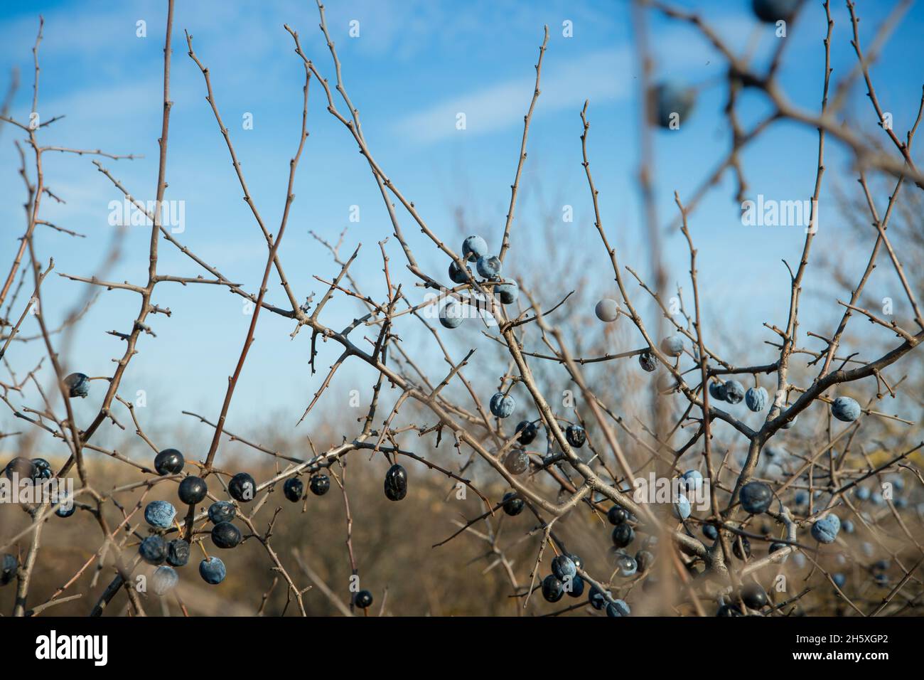 Blaue Schlehdornbeeren reifen auf den Büschen. Spätherbst. Stockfoto