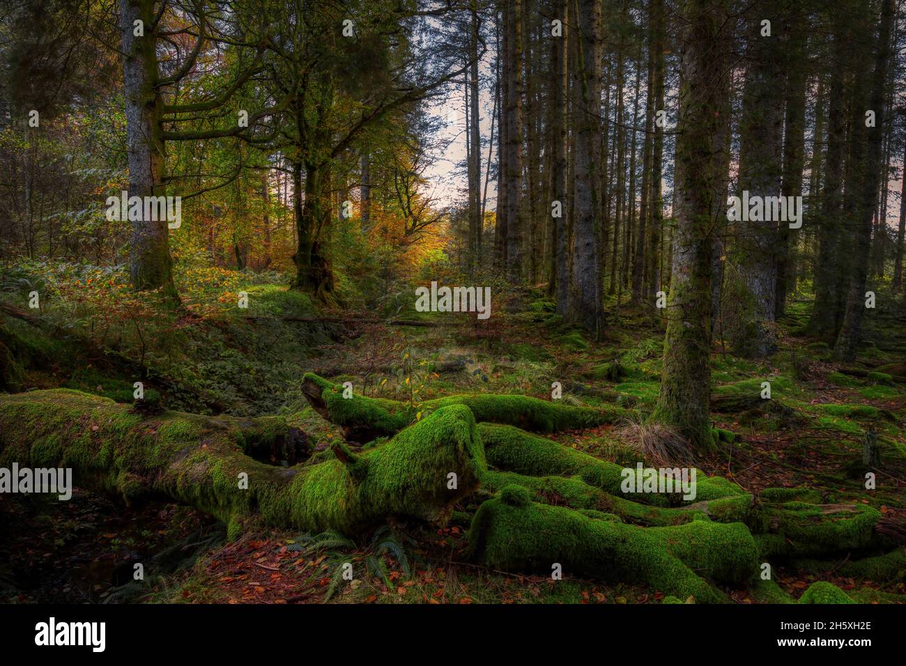 Im Galloway Forest Park in der Nähe von Glentrool im Süden liegen die Überreste längst fällter Eichen, die Moos und Flechten auf dem Waldboden sammeln Stockfoto