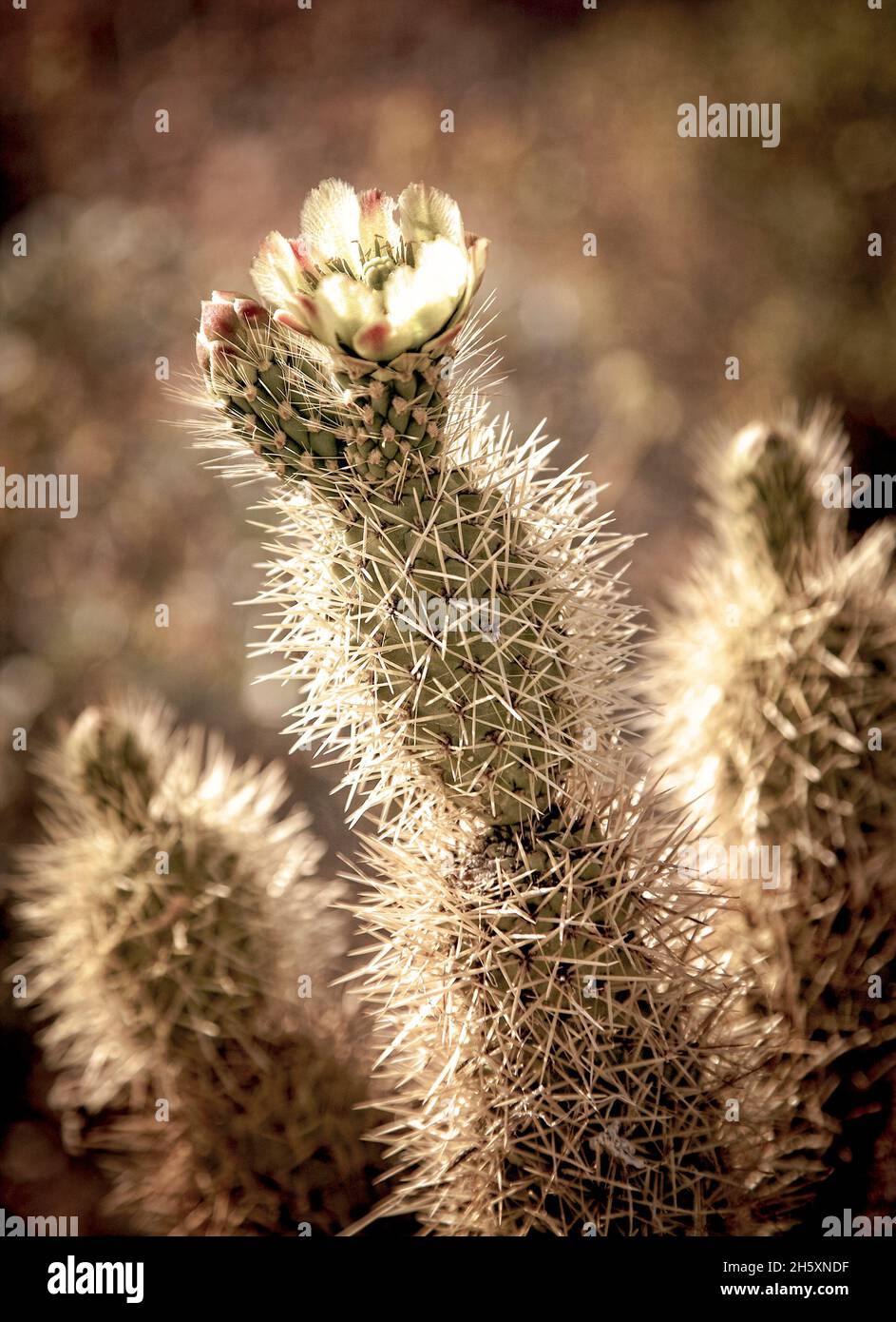 Der bekannte Cholla-Kaktus blüht überall in der Sonora-Wüste von Arizona. Stockfoto