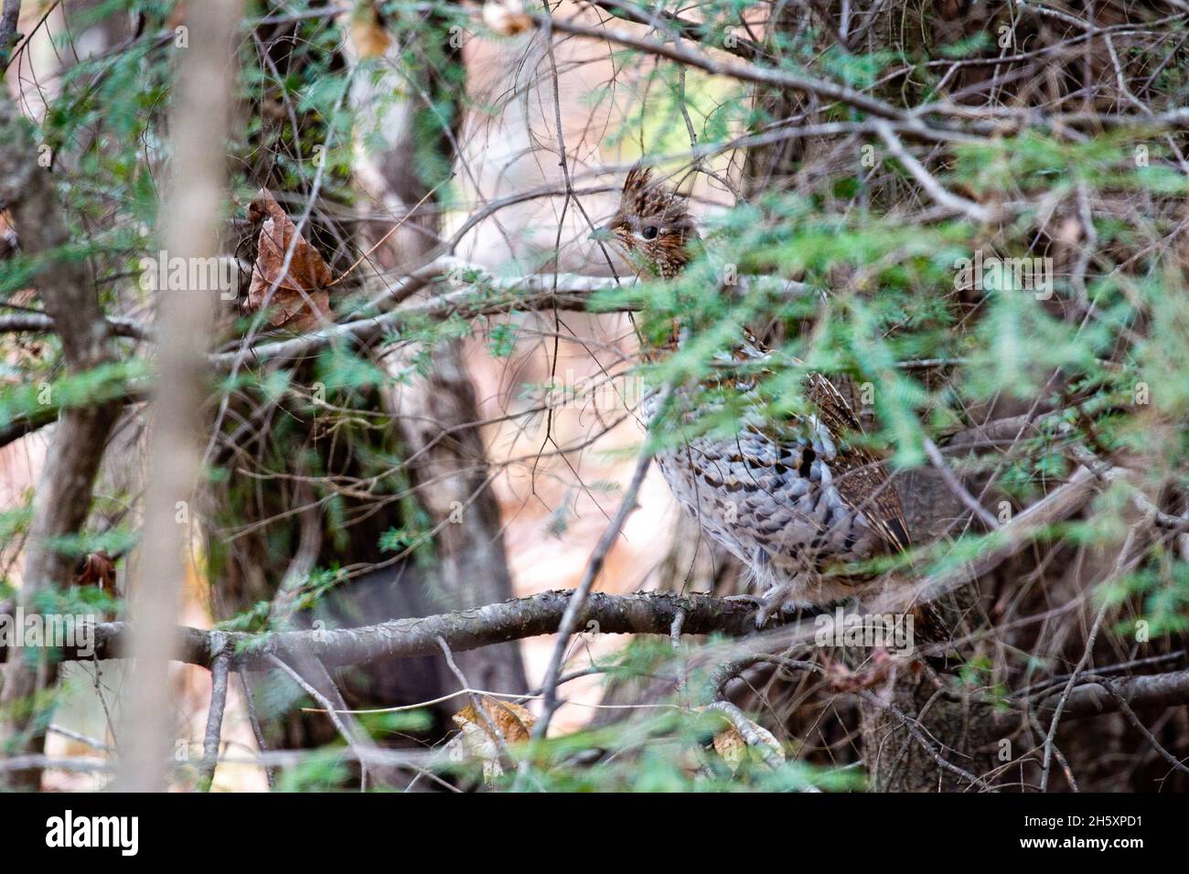 Ruffed Grouse (Bonasa umbellus) camoflaged in einem Baum in Wisconsin, horizontal Stockfoto