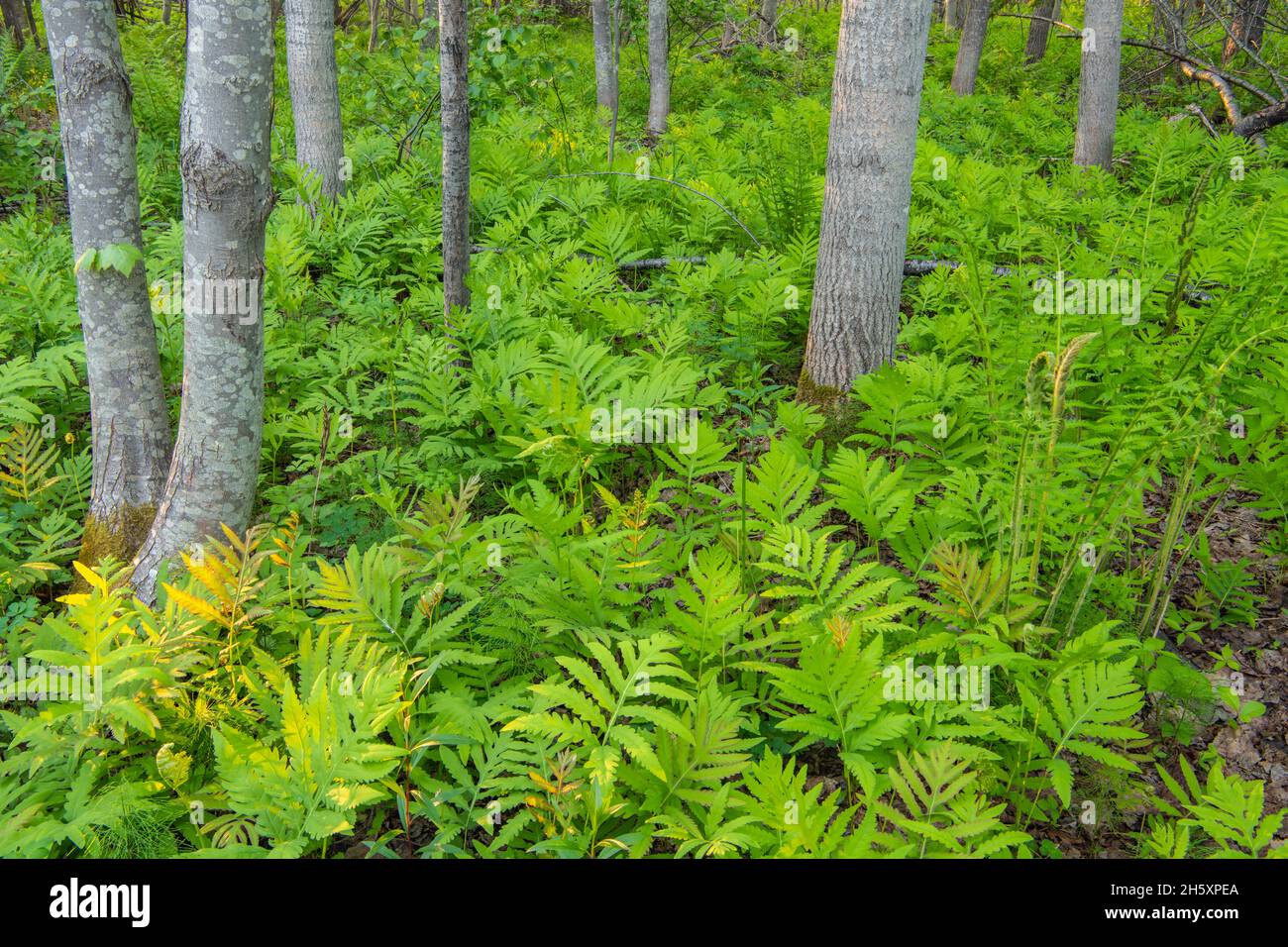 Sensible Farn (Onoclea sensiblis) Waldkolonie, Daly Point Nature Preserve, Bathurst, New Brunswick NB, Kanada Stockfoto
