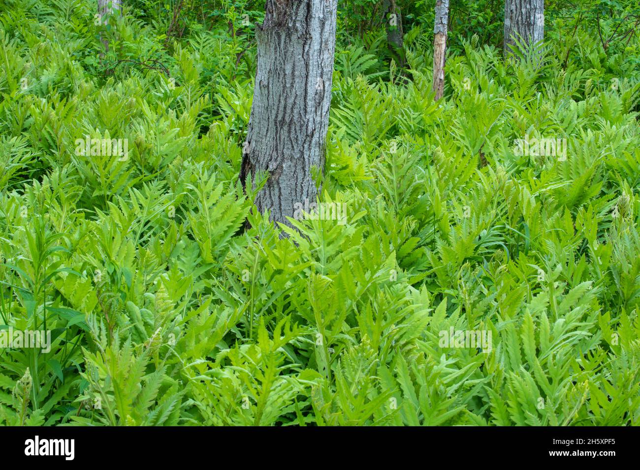 Sensible Farn (Onoclea sensiblis) Waldkolonie, Daly Point Nature Preserve, Bathurst, New Brunswick NB, Kanada Stockfoto