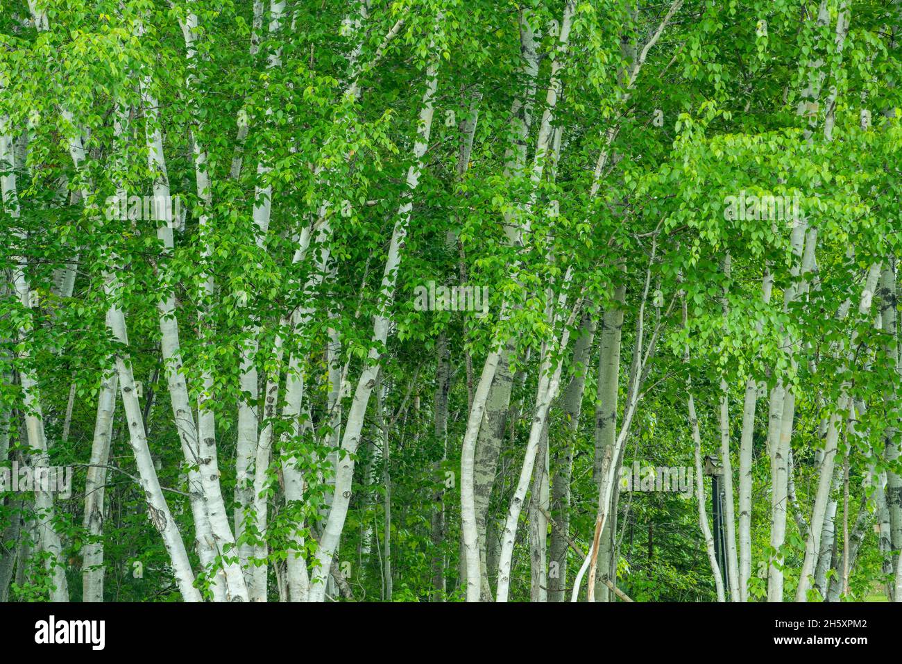 Birkenwald, Daly Point Nature Preserve, Bathurst, New Brunswick NB, Kanada Stockfoto