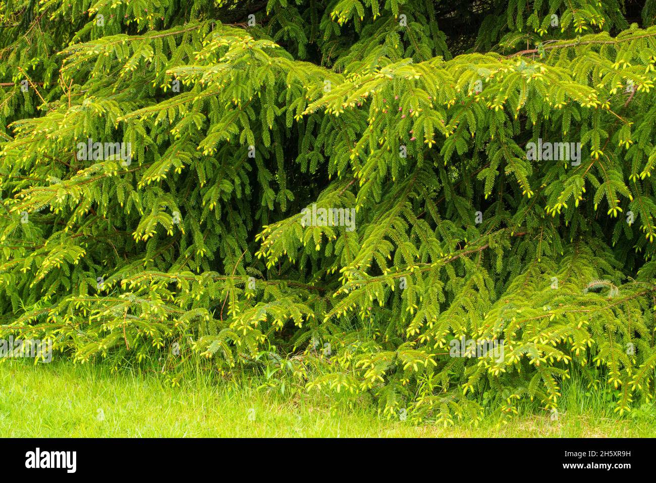 Neues Wachstum in Tannen, J.T. Cheeseman Provincial Park, Neufundland und Labrador NL, Kanada Stockfoto