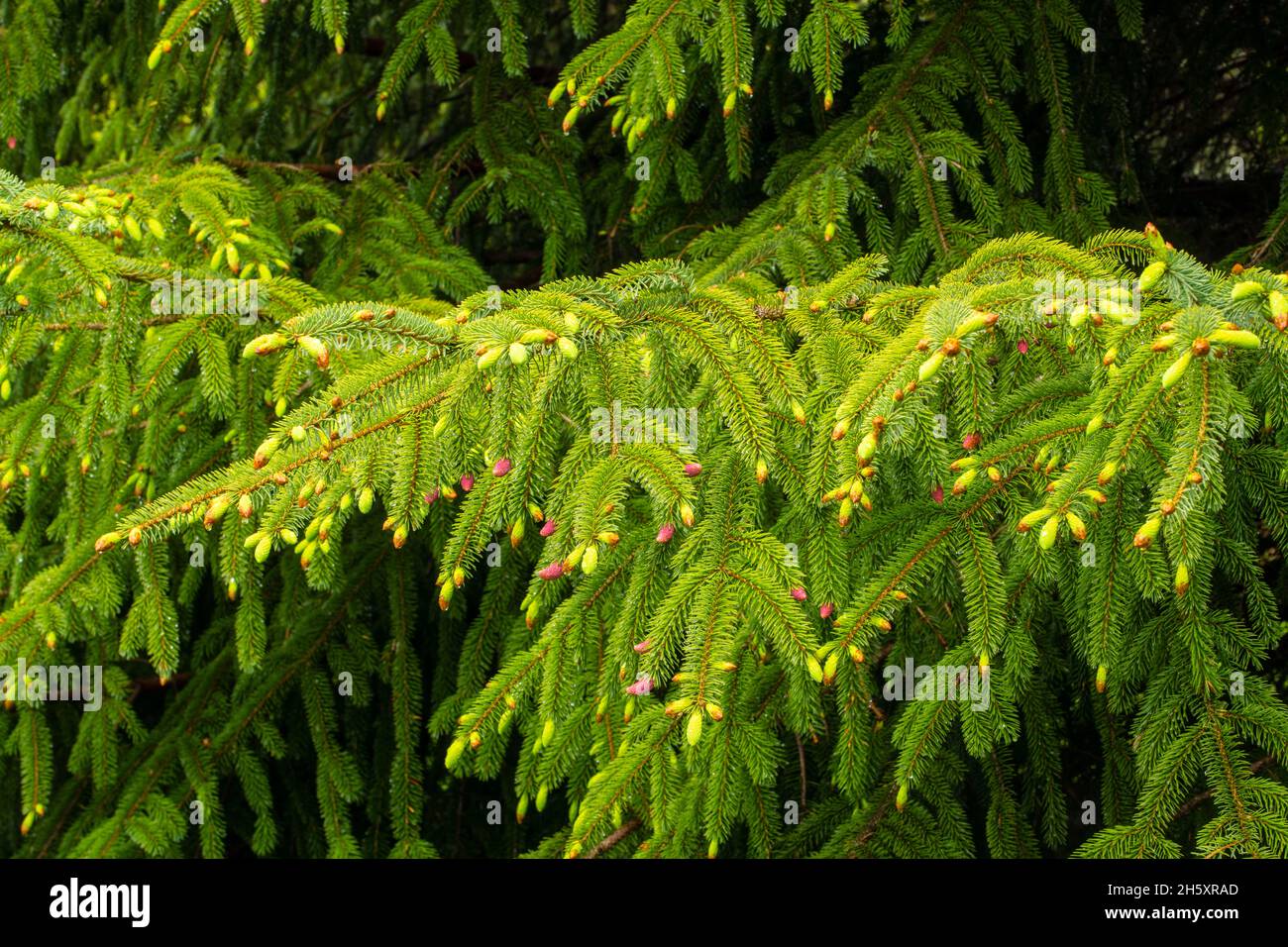 Neues Wachstum in Tannen, J.T. Cheeseman Provincial Park, Neufundland und Labrador NL, Kanada Stockfoto