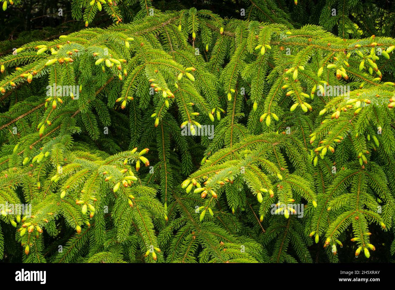 Neues Wachstum in Tannen, J.T. Cheeseman Provincial Park, Neufundland und Labrador NL, Kanada Stockfoto