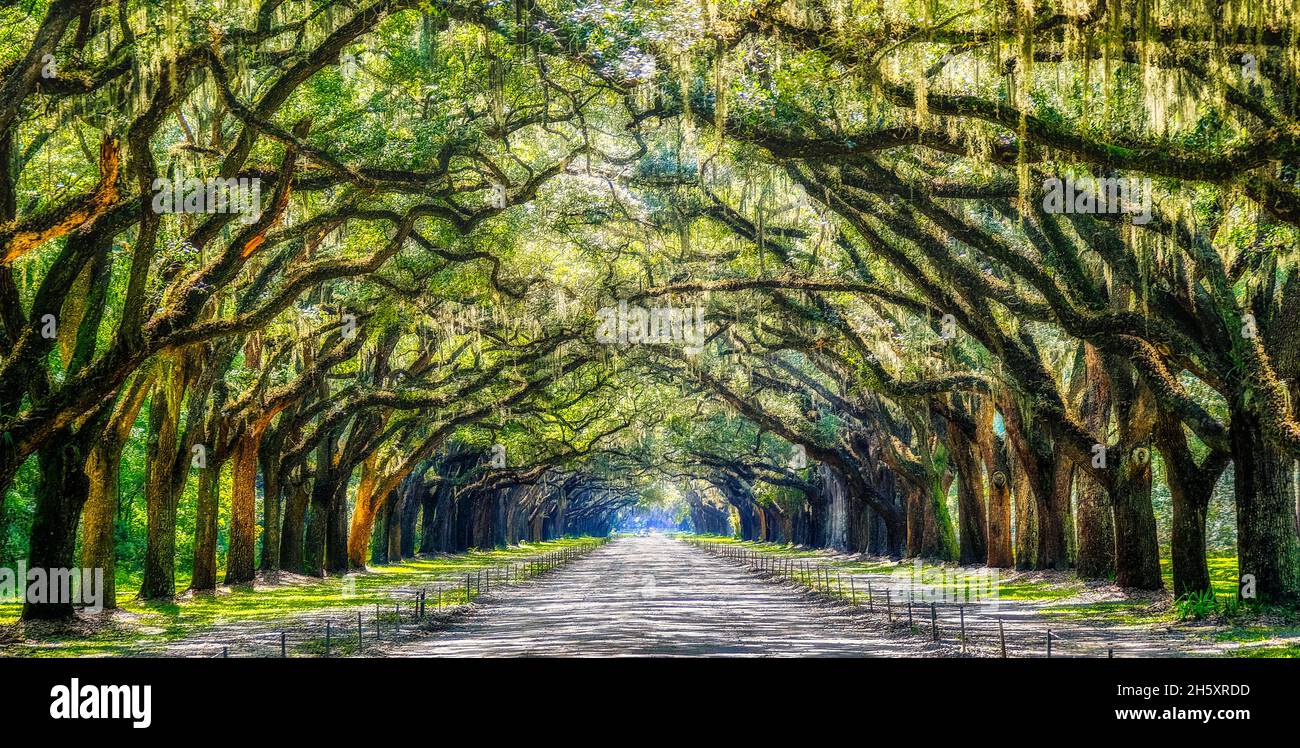 Mystic Wormsloe Stockfoto