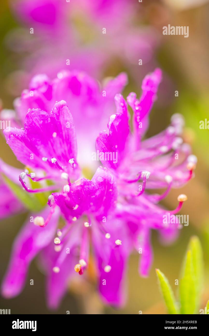 Rhodora Flowers (Rhododendron Canadense), Highway 470 in der Nähe von Rose Blanche, Neufundland und Labrador NL, Kanada Stockfoto