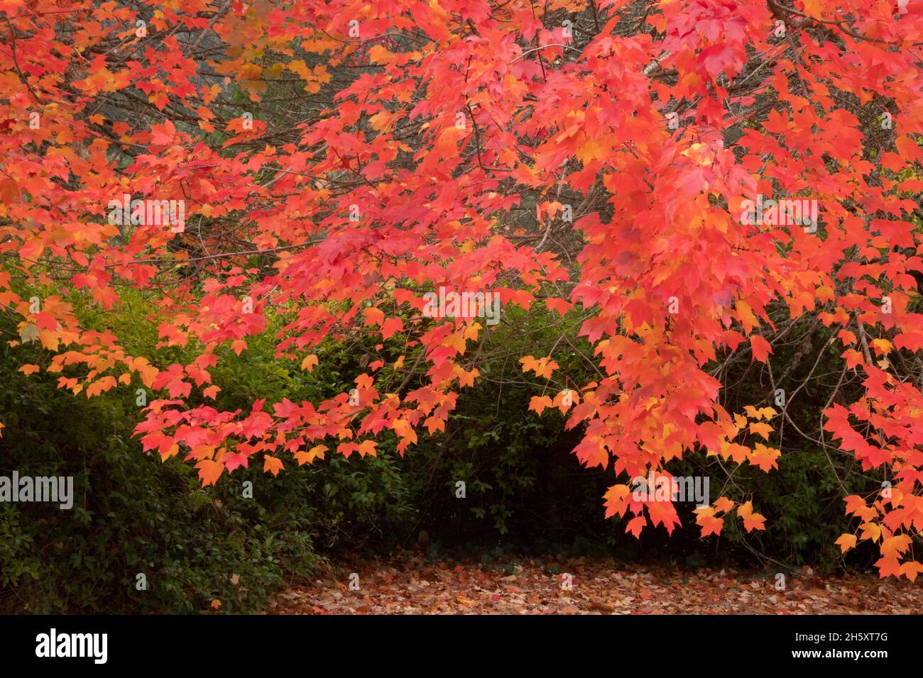 Roter Ahorn (Acer rubrum) Herbstblätter, Oregon, November Stockfoto