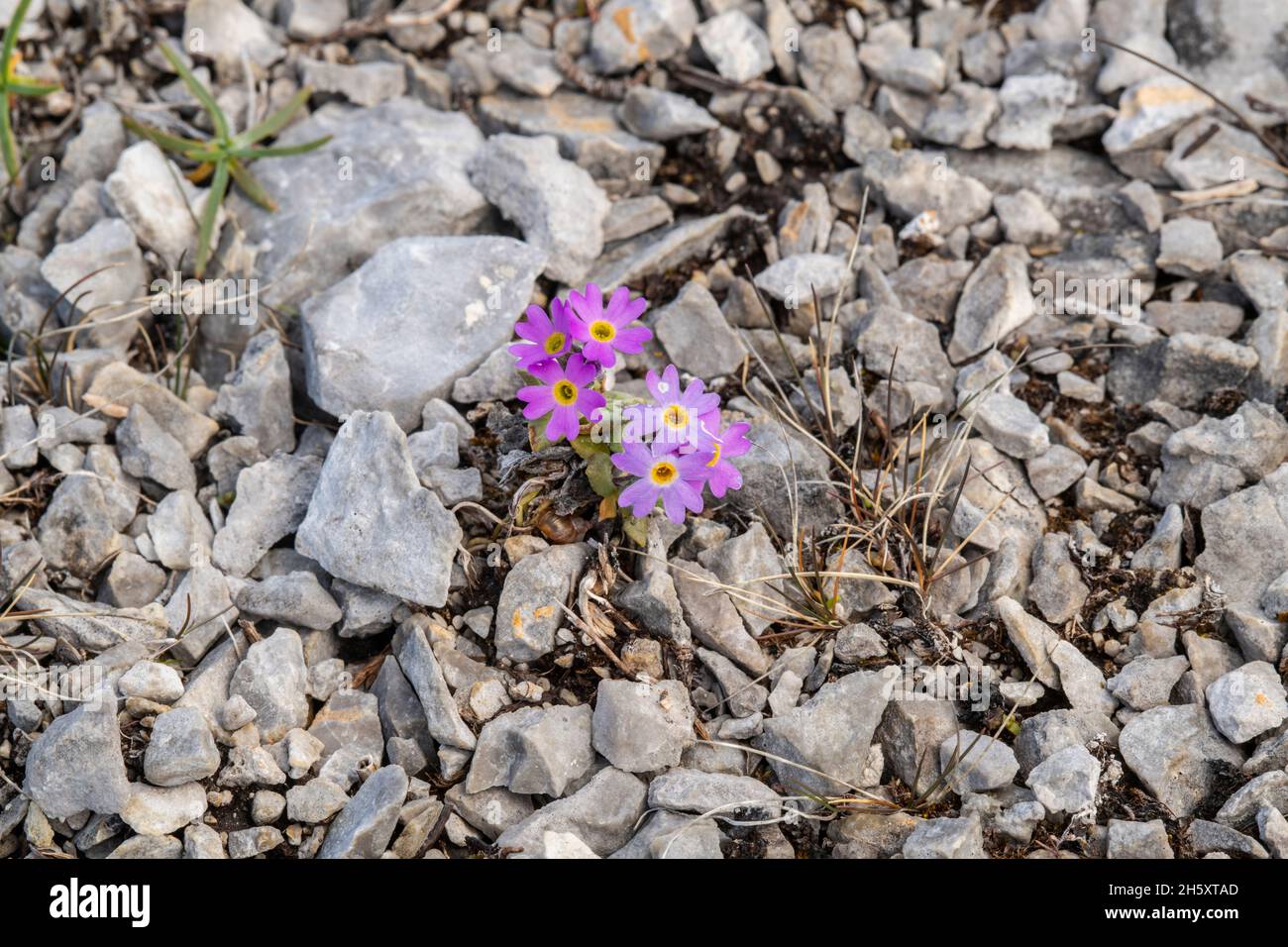 BirdsEye Primrose (Primula misassinica) in felsigem Lebensraum, Burnt Cape Ecological Preserve, Raleigh, Neufundland und Labrador NL, Kanada Stockfoto