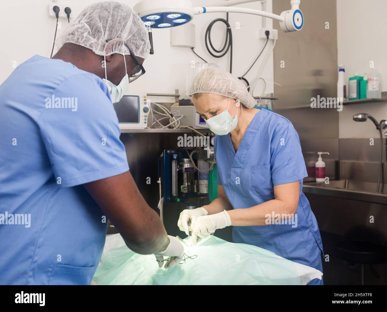 Tierärzte während der Operation in einer Tierklinik Stockfoto
