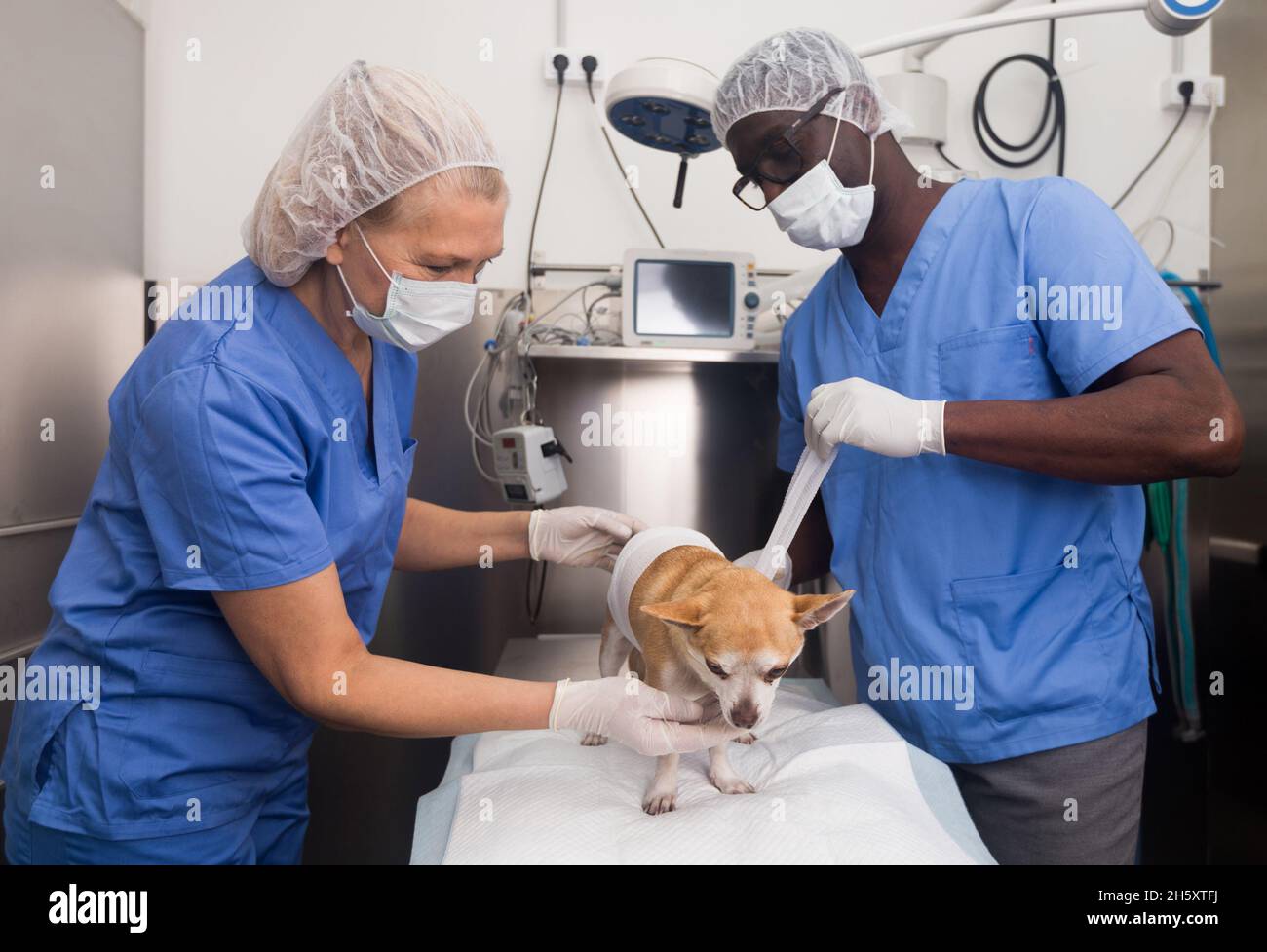 Tierärzte untersuchen einen Hund in einer Tierklinik Stockfoto