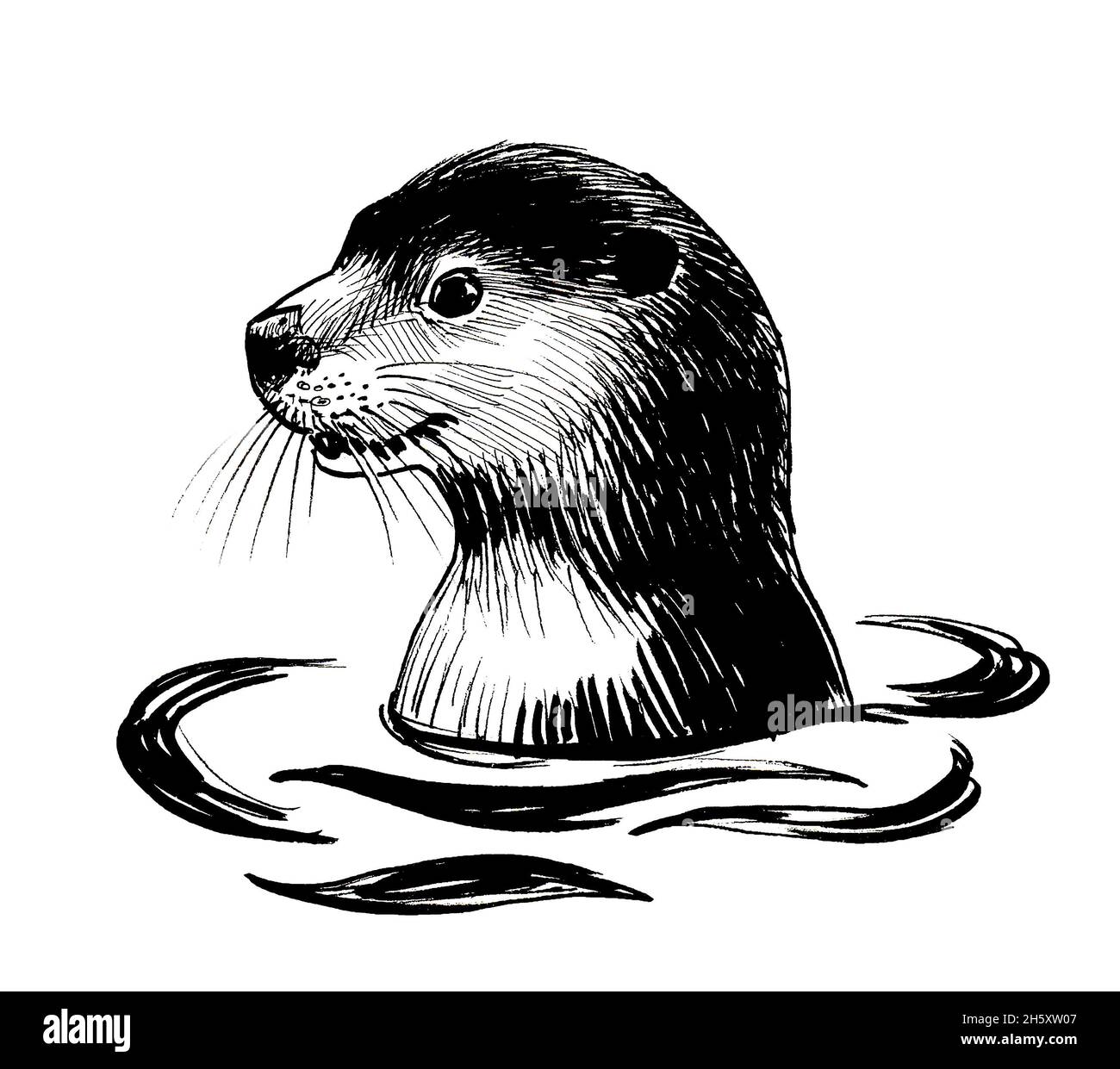Otter im Wasser. Tusche schwarz-weiß Zeichnung Stockfoto