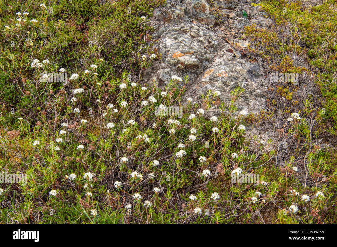 Borealpflanzen – Labrador-Tee (Rhododendron oder Ledum groenlandicum) und Gesteinsaufschlüsse, Twillingate, Neufundland und Labrador NL, Kanada Stockfoto