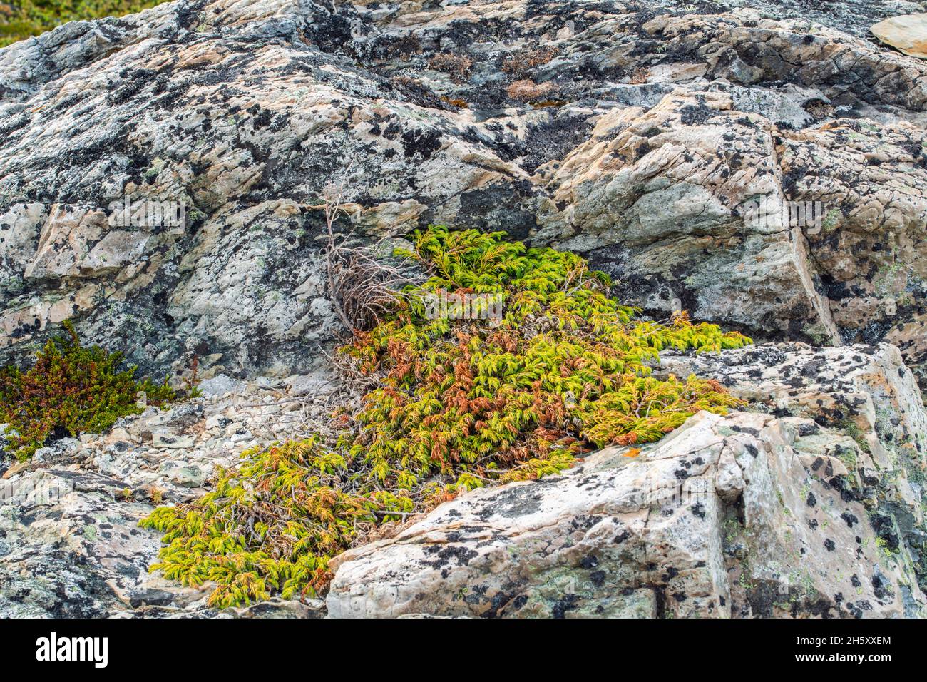 Schleichende Wacholderkolonie (Juniperus horizontalis) und Gesteine, Fogo, Neufundland und Labrador NL, Kanada Stockfoto