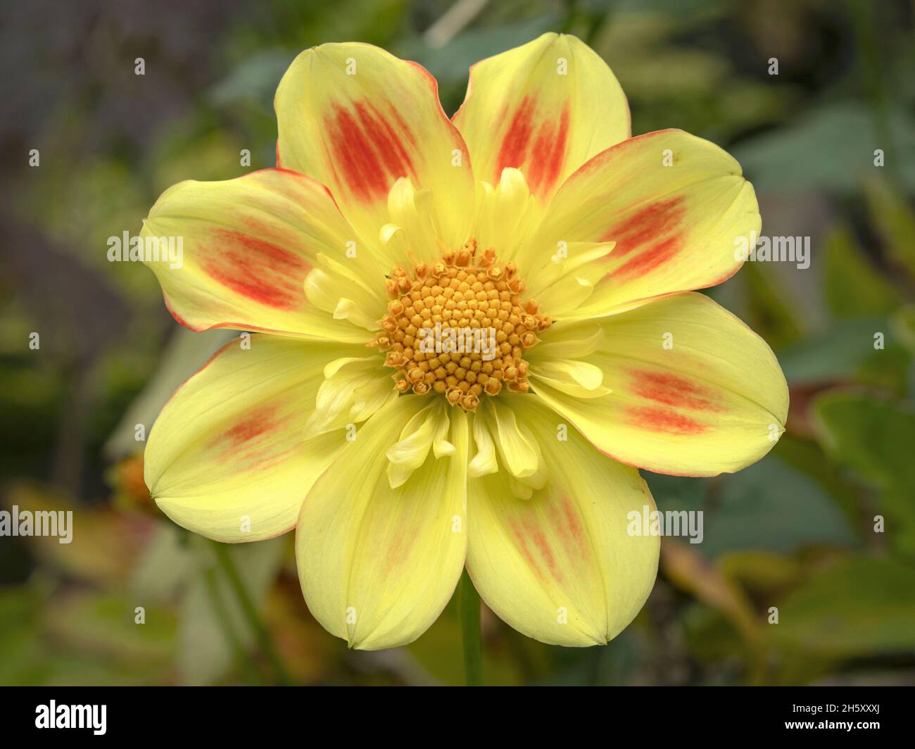 Schöne gelbe und rote Collarette Dahlia Blume Stockfoto