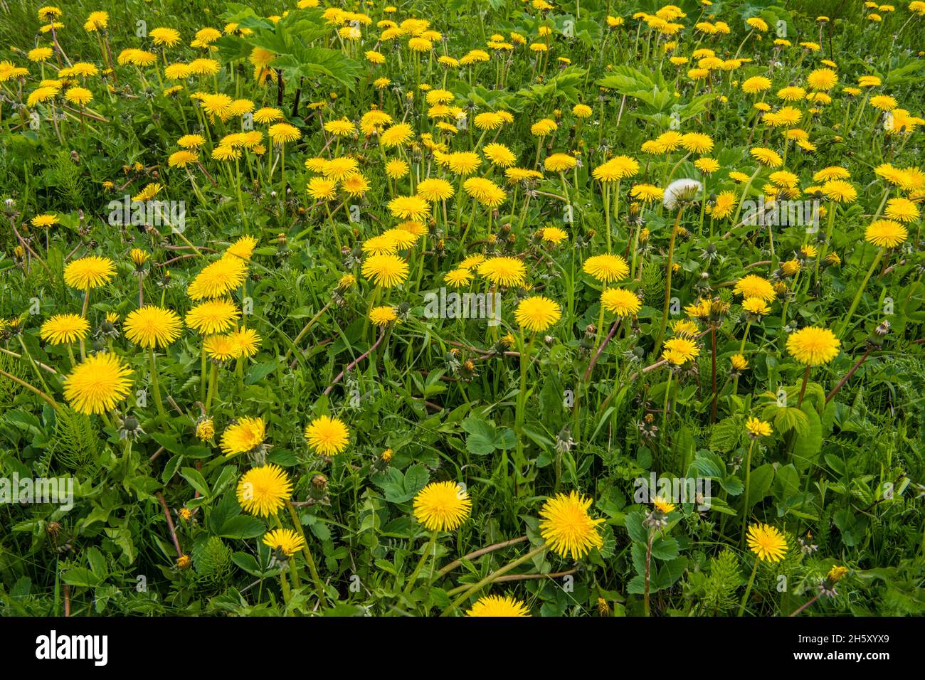 Löwenzapfen ((Taraxacum officinale), Gros Morne National Park, Neufundland und Labrador NL, Kanada Stockfoto