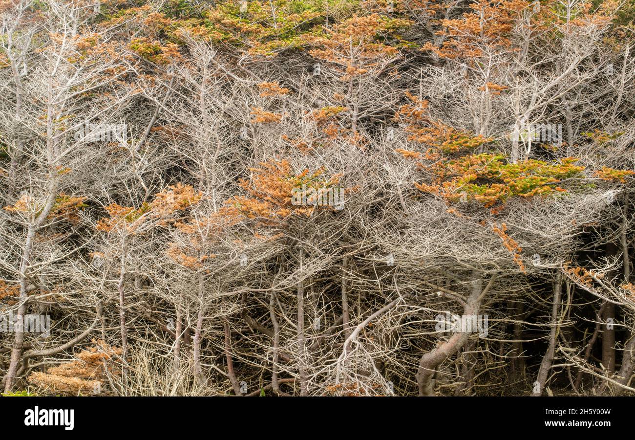 Tuckamore Hain aus windgeformten Fichten, BOUTTE du Cap, Neufundland und Labrador NL, Kanada Stockfoto