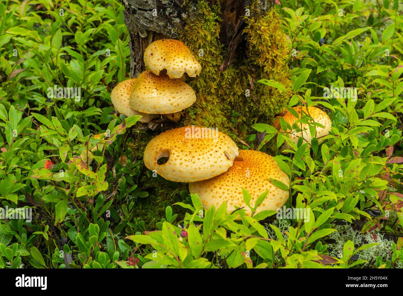 Boreal Forest Understorey Plants and Pilzes, Neys Provincial Park, Ontario, Kanada Stockfoto