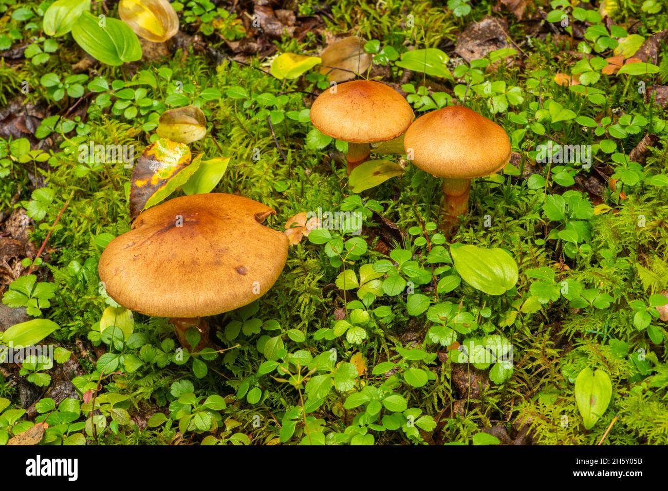 Boreal Forest Understorey Plants and Pilzes, Neys Provincial Park, Ontario, Kanada Stockfoto