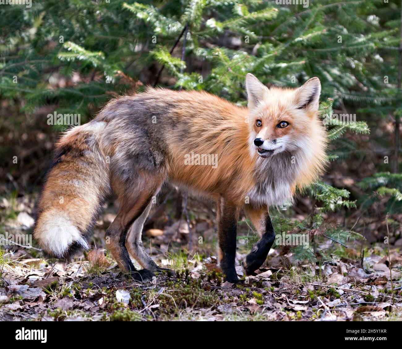 Rotfuchs Nahaufnahme Profil Seitenansicht in der Frühjahrssaison mit Nadelzweigen Hintergrund und genießen seine Umwelt und Lebensraum. Fox-Bild. Stockfoto