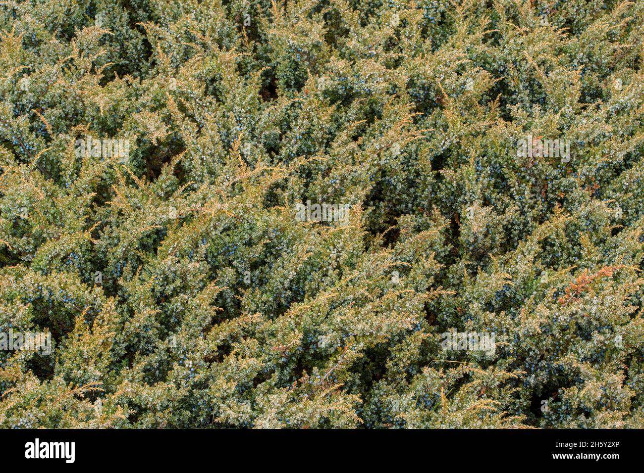 Schleichender Wacholder (Juniperus horizontalis) mit Beeren, Jasper-Nationalpark, Alberta, Kanada Stockfoto