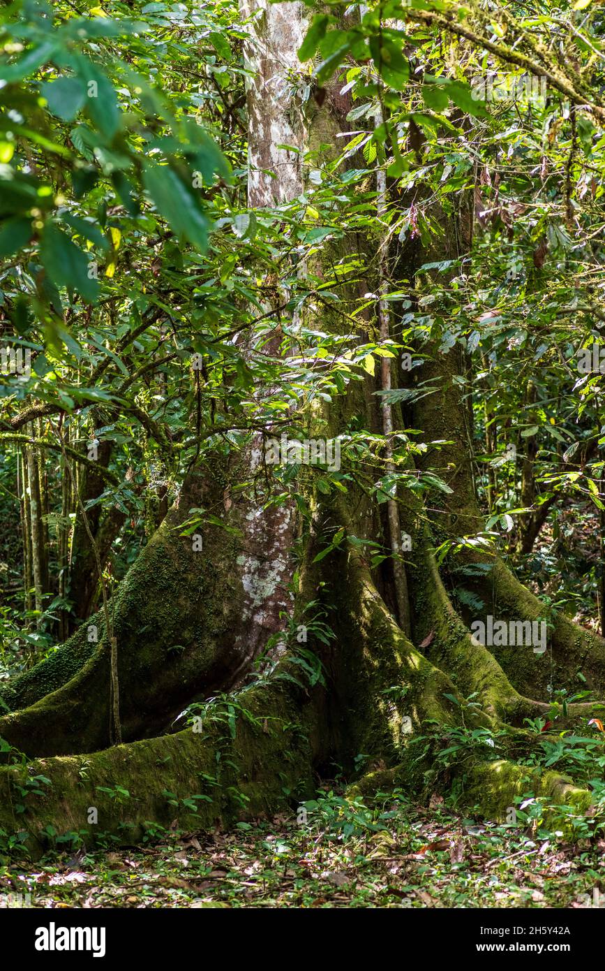 Ojé-Baum, Ficus Insipida. Stockfoto