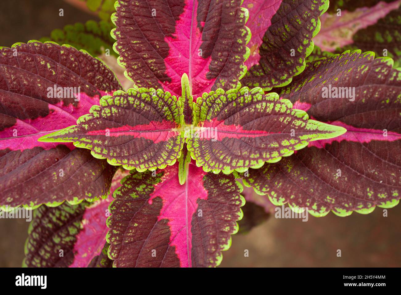 Symmetrie in Coleus-Blättern Stockfoto