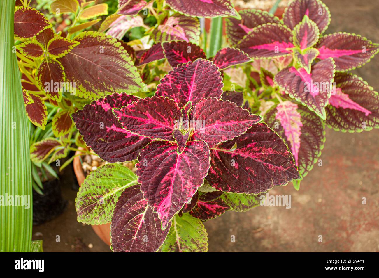 Symmetrie in Coleus-Blättern Stockfoto