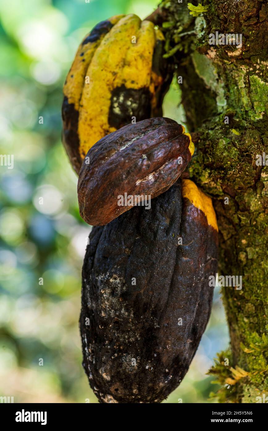 Plantage von Kakaobaum. Stockfoto